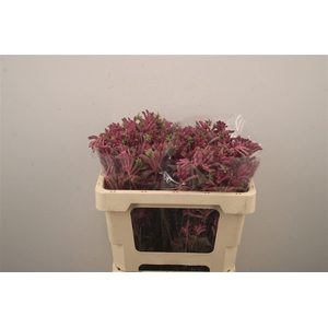 Anigozanthos Mini Pearl Pink