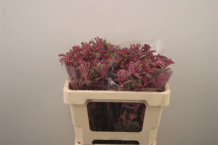 <h4>Anigozanthos Mini Pearl Pink</h4>