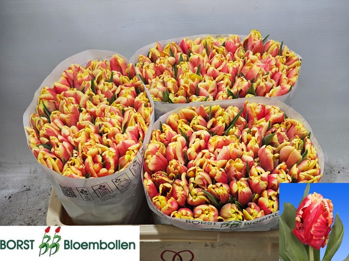 <h4>TU PA DEE JAY PARROT</h4>