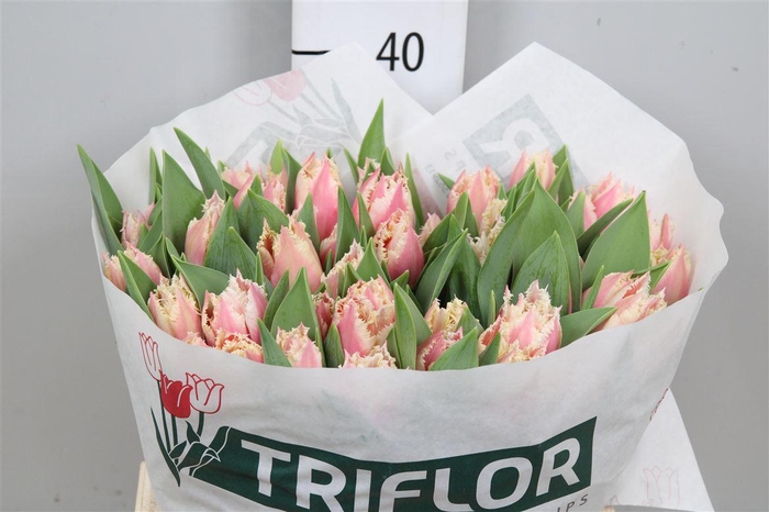 <h4>Tu Fr Bell Song</h4>