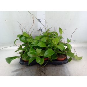 Hoya quinquenervia