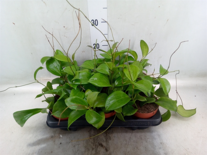 <h4>Hoya quinquenervia</h4>