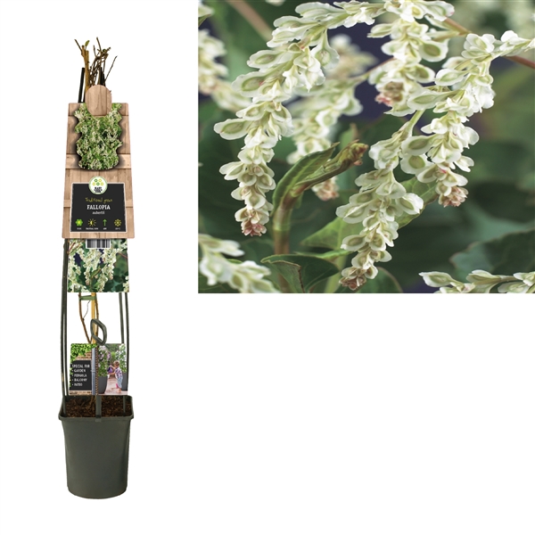 <h4>Fallopia aubertii 3.0 label C5</h4>