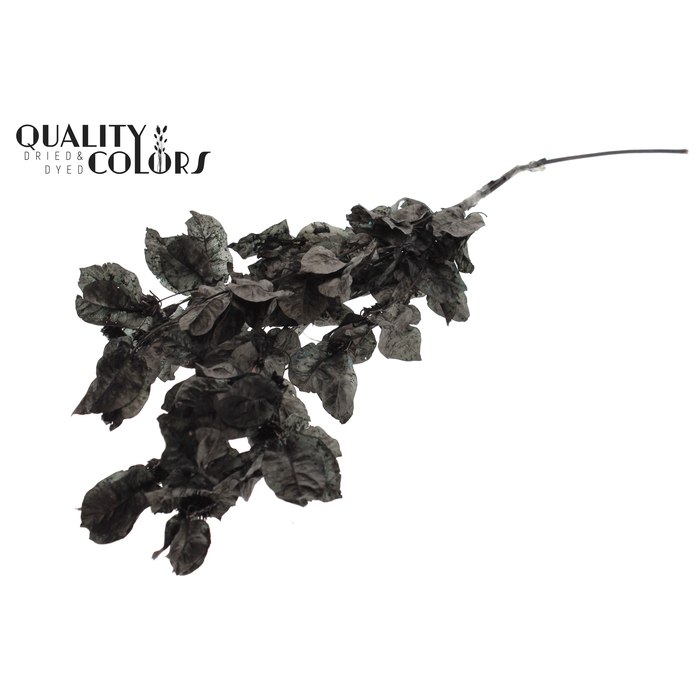 <h4>Bougainvillea p/bunch in poly Black</h4>