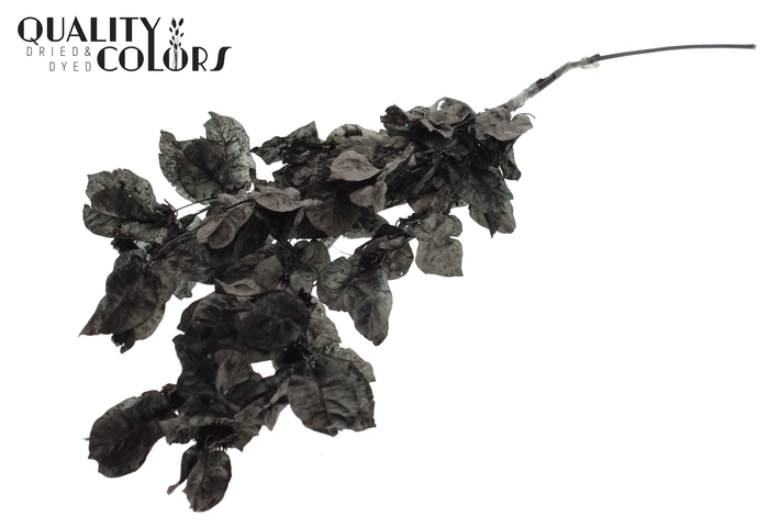 Bougainvillea p/bunch in poly Black