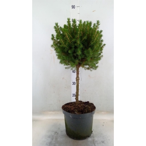 Picea glauca 'Conica'