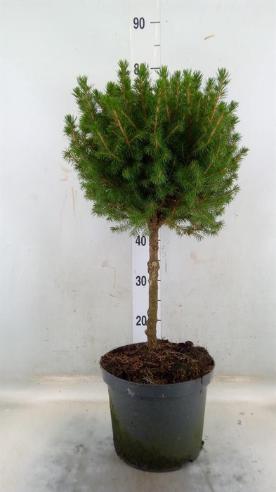 <h4>Picea glauca 'Conica'</h4>