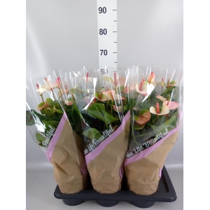 Anthurium  'Pr. Amalia Elegance'