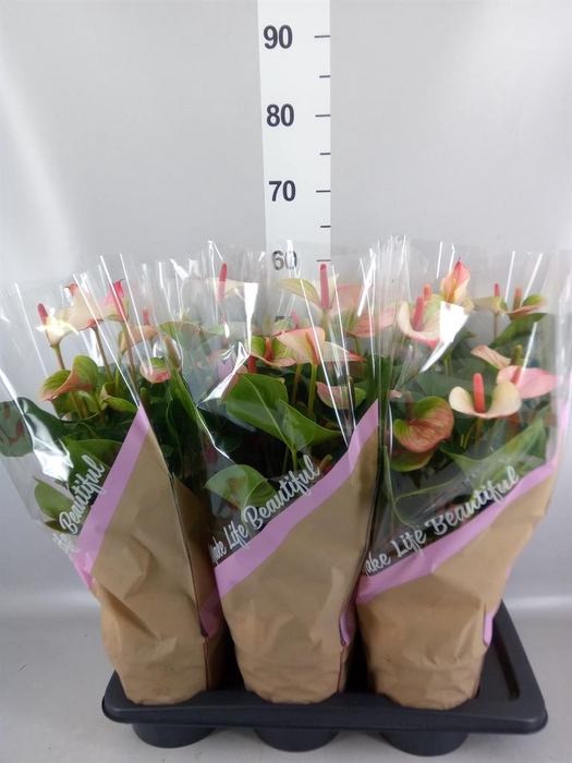 <h4>Anthurium 'Pr. Amalia Elegance'</h4>