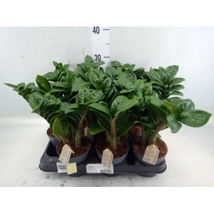 Zamioculcas zamiifolia 'Zenzi'