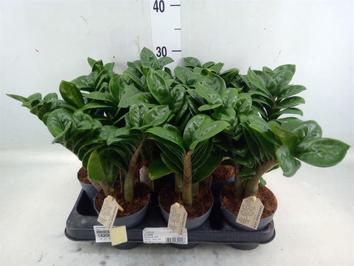 <h4>Zamioculcas zamiifolia 'Zenzi'</h4>