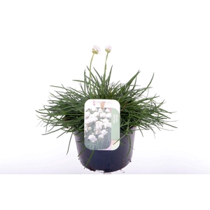 Armeria maritima Alba