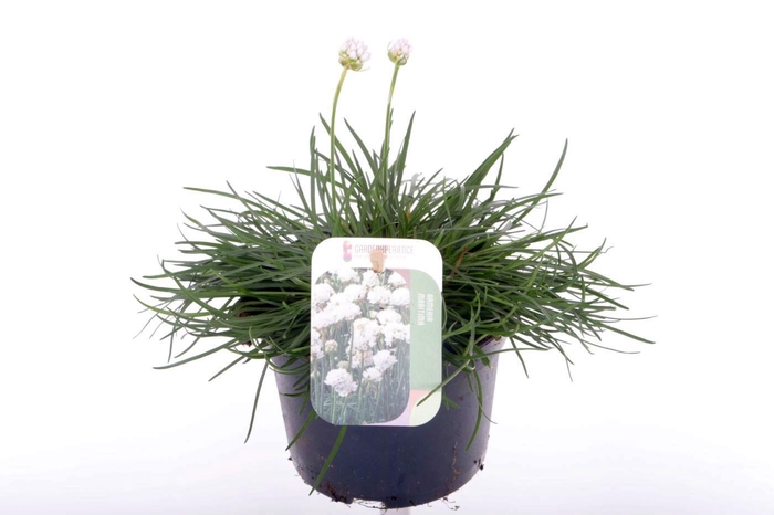 <h4>Armeria maritima Alba</h4>