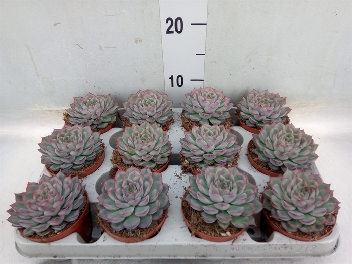 <h4>Echeveria  'Hercules'</h4>