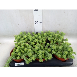 Sedum burrito