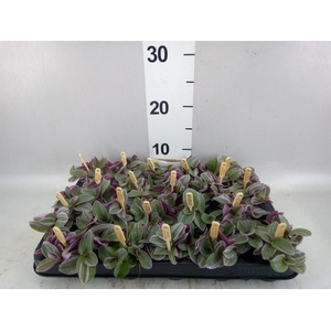 Tradescantia cerinth. 'Sweetness'