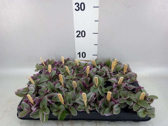 <h4>Tradescantia cerinth. 'Sweetness'</h4>