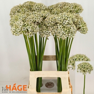 ALLIUM NIGRUM