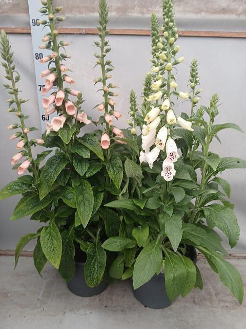 <h4>DIGI PURPUREA</h4>
