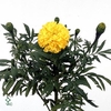 Tagetes Er Promise Yellow