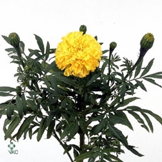 Tagetis Marigold Yellow