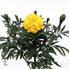 Tagetes E Promise Yellow