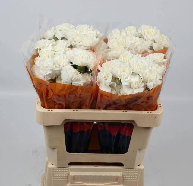 <h4>DI ST EVEREST</h4>