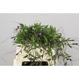 Passieflora Rank