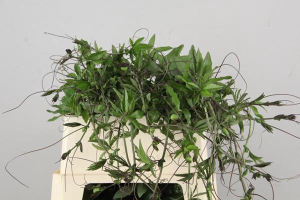 <h4>Passieflora Rank</h4>