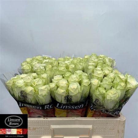 <h4>R Gr Athena</h4>