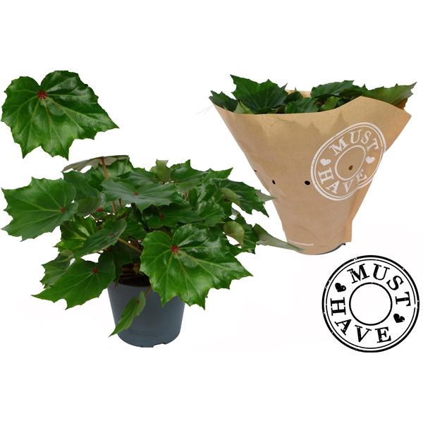 <h4>Begonia feuille Rubi Verde</h4>