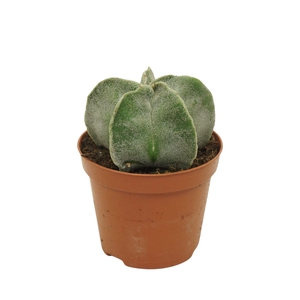 Astrophytum myriostigma