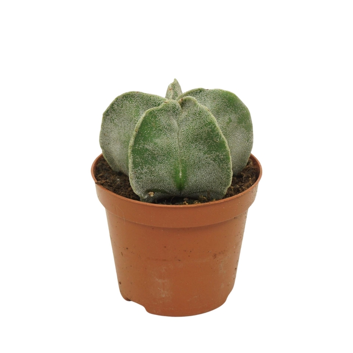 <h4>Astrophytum myriostigma</h4>