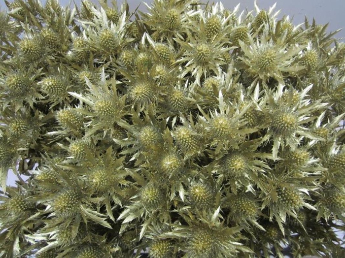 <h4>Eryn Orion Goud L50</h4>