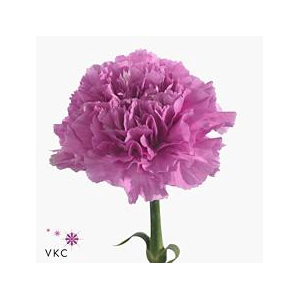 Dianthus st farida