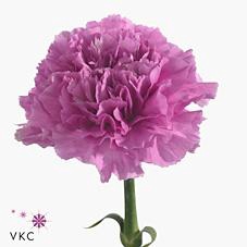 <h4>Dianthus st farida</h4>