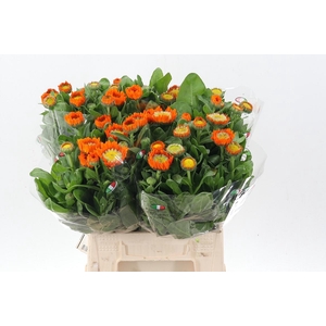 Calendula Orange 40cm