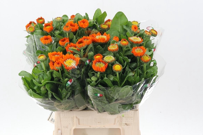 <h4>Calendula Orange 40cm</h4>