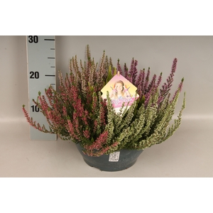 Calluna vulgaris 23cm Beauty Lady® 'High Five' schaal 23cm + label