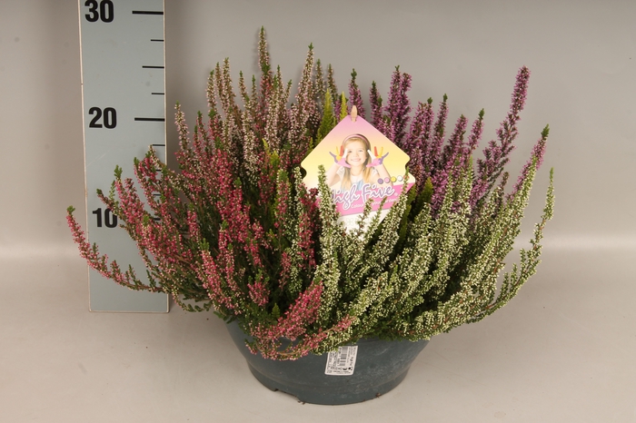 <h4>Calluna vulgaris 23cm Beauty Lady® 'High Five' schaal 23cm + label</h4>