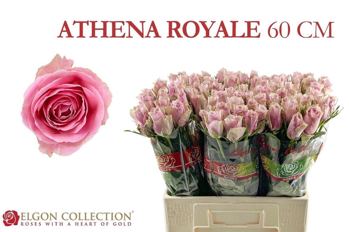 <h4>Rosa a grande fleur Athena Royale</h4>