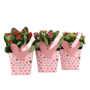 2501122: Solutionss Love