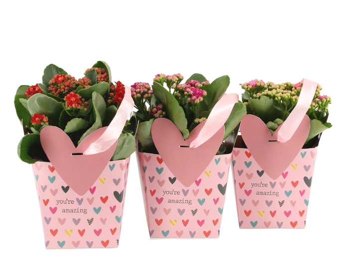 <h4>2501122: Solutionss Love</h4>