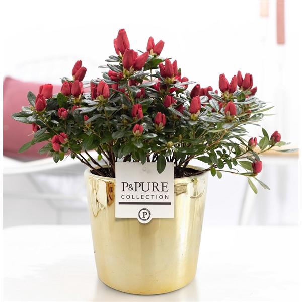 <h4>1st class Azalea red in P&PURE Laryssa ceramics shiny gold</h4>