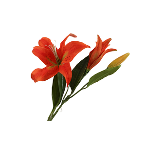 Lilium Orientalis Orange