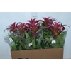 GUZMANIA VOILA P14
