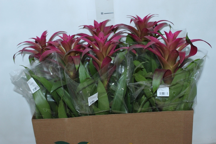 GUZMANIA VOILA P14