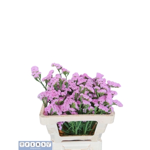 LIM S FANTASIA WINGS