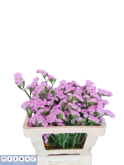 <h4>LIM S FANTASIA WINGS</h4>