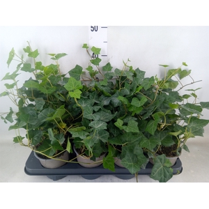 Hedera hibernica